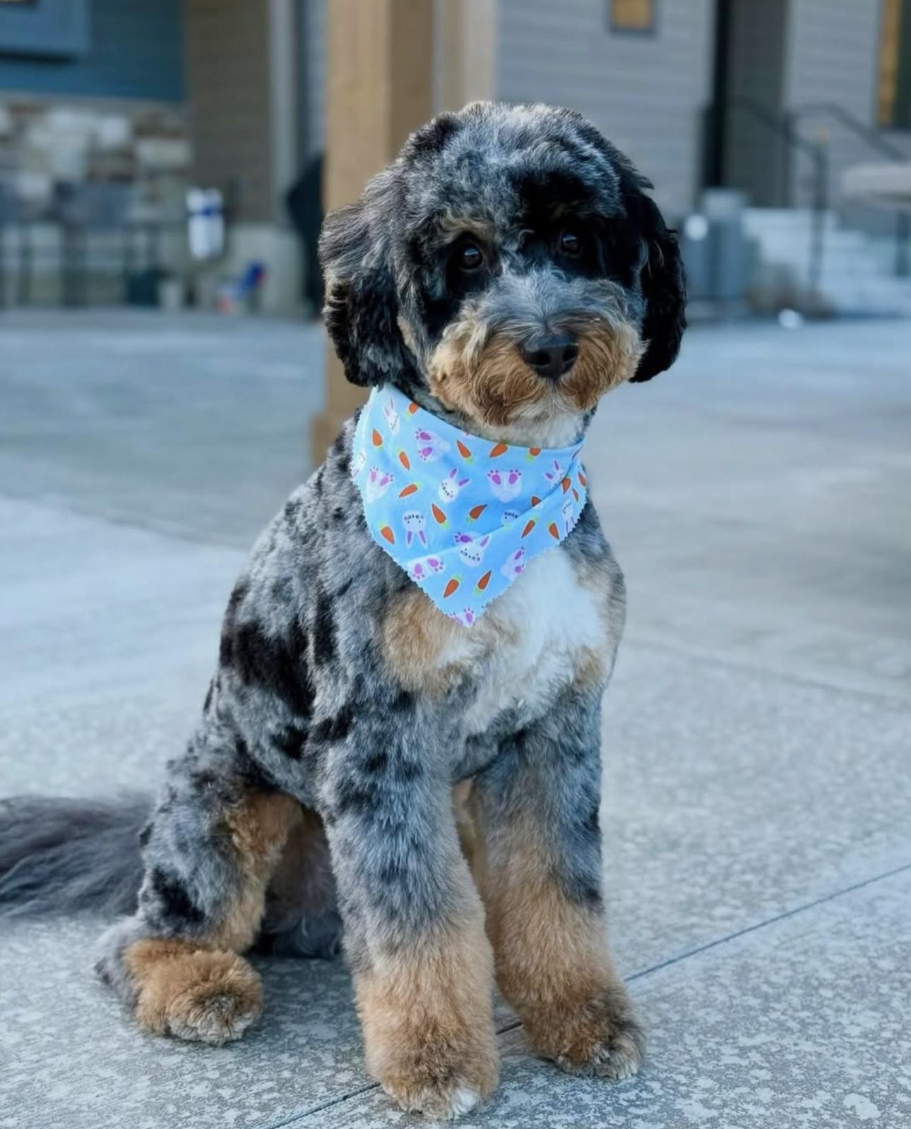 Oscar
