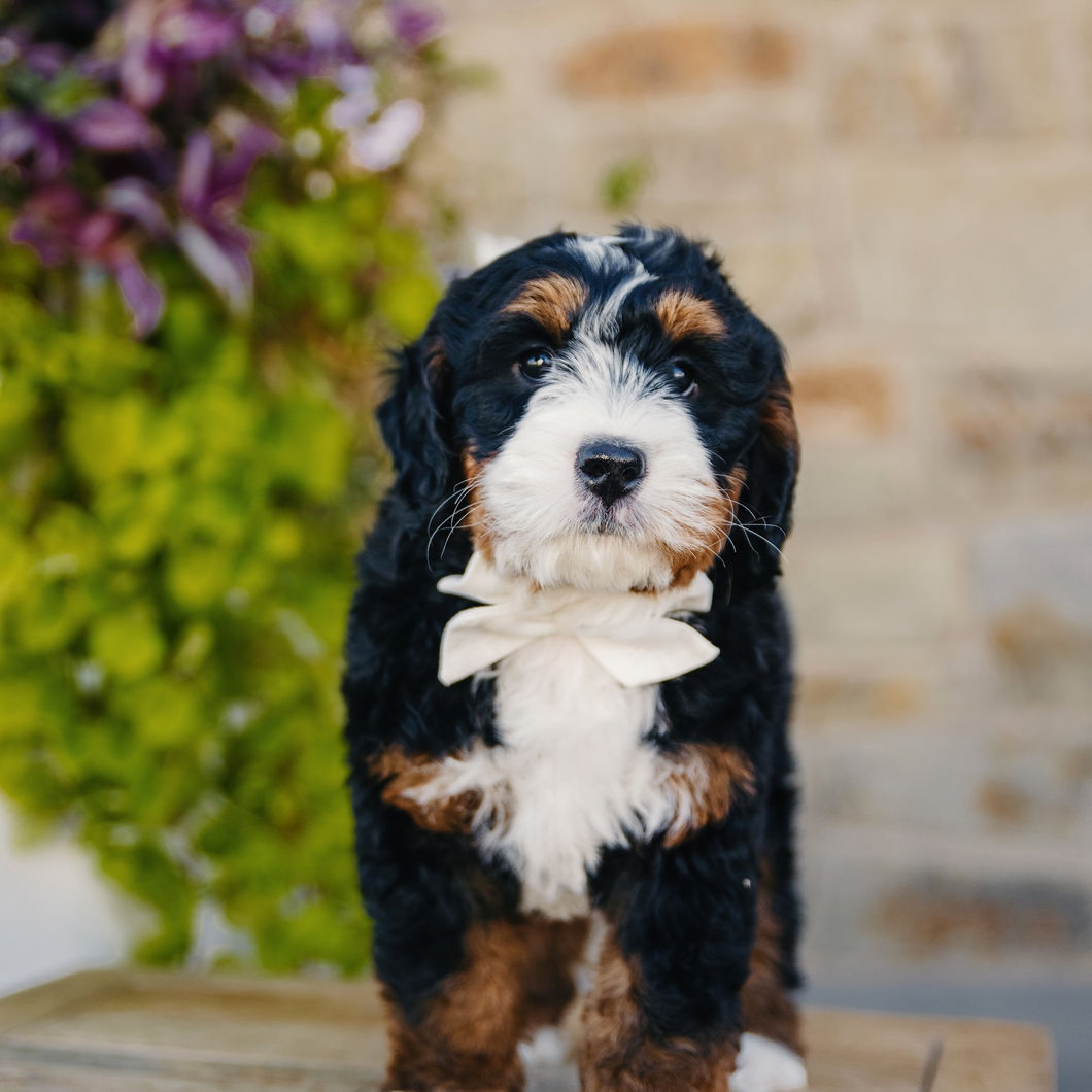 Bernedoodles