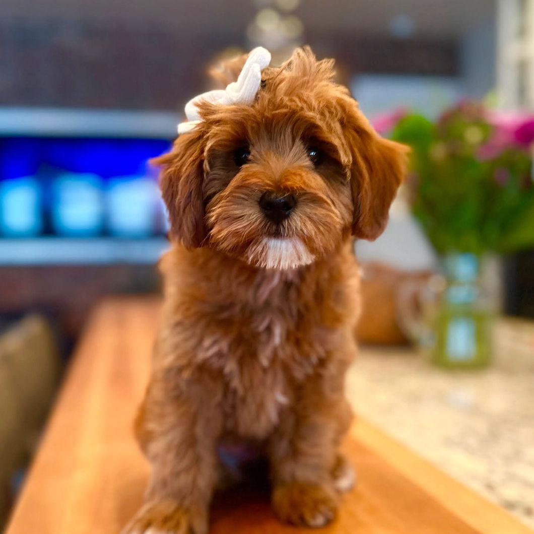 Goldendoodles