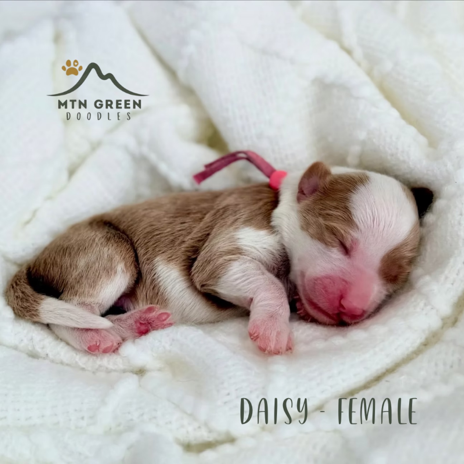Teddy Bear Bernedoodles